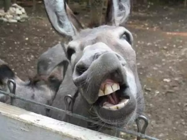 Unbelievable! Man Caught Red Handed Having Forceful S*x With a Donkey...Shocking Derails